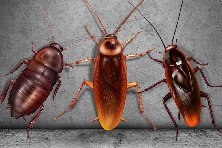 Types Of Bugs That Look Like Cockroaches