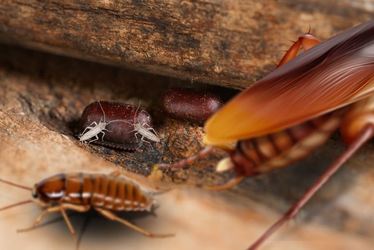 american cockroach hatching