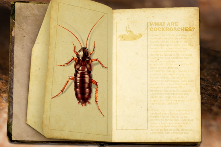 Cockroach Facts – What They Are, What They Do, and Why You Should Care -  Cockroach Facts