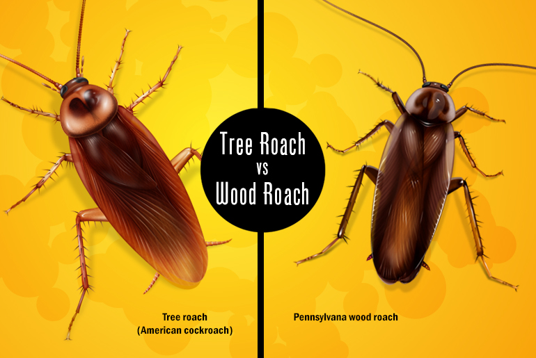 tree roach vs wood roach
