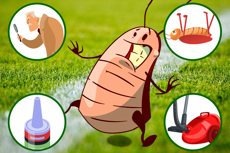 How to Get Rid of Cockroaches Forever - Cockroach Facts