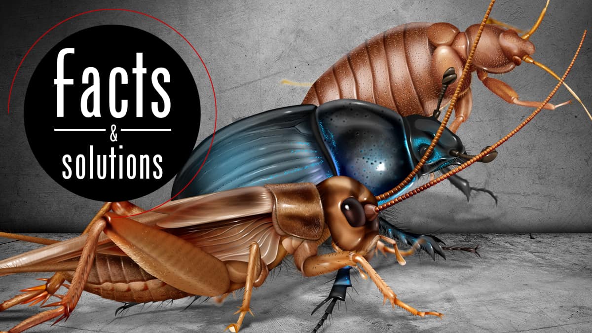 Bugs That Look Like Roaches (But Aren't) - Cockroach Facts
