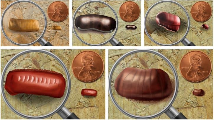5 Grid Illustration of various cockroach egg sacks: German, American, Oriental, brown-banded, and smokybrown