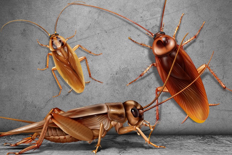 Illustration of an American cockroach, a German cockroach, and a cricket in the foreground