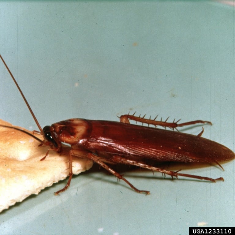 American cockroach adult, nymph, and egg sac beside penny for scale
