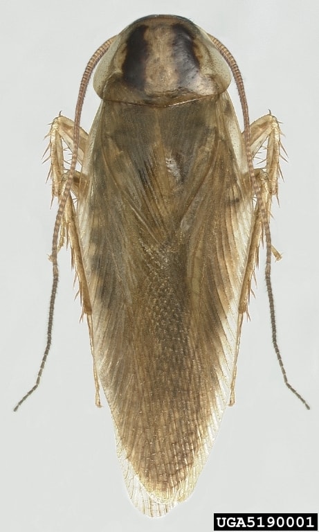 Aziatische kakkerlak volwassen (Blattella asahinai)- bovenaanzicht 