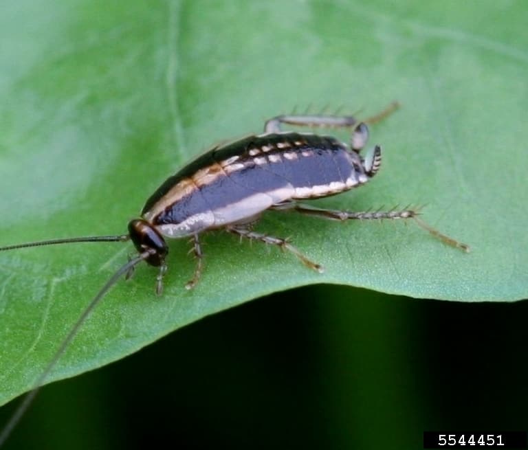 Ninfa de cucaracha asiática (Blattella asahinai) vista lateral