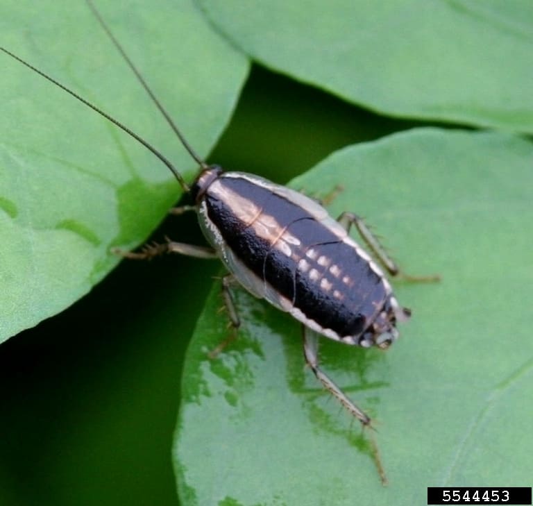 La ninfa dello scarafaggio asiatico (Blattella asahinai) sulla foglia