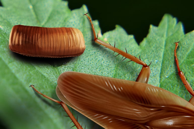 Ilustración de una cucaracha asiática: Caja de huevos y hembra
