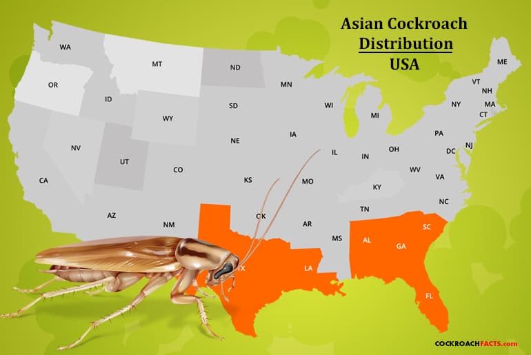 Asiatisk kakerlaks udbredelsesområde - USA