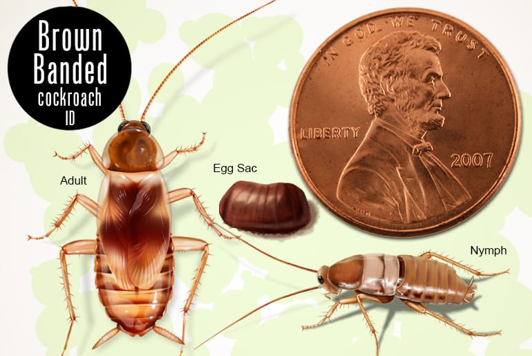 Brown banded cockroach adult, nymph, and egg case size comparison
