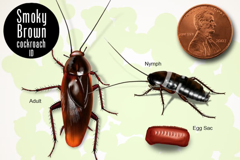 Smokybrown cockroach adult, nymph and egg beside a U.S. penny for scale
