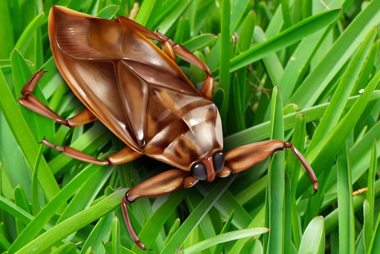 Illustration of a giant Florida Waterbug ("Toe Biter Bug") in grass