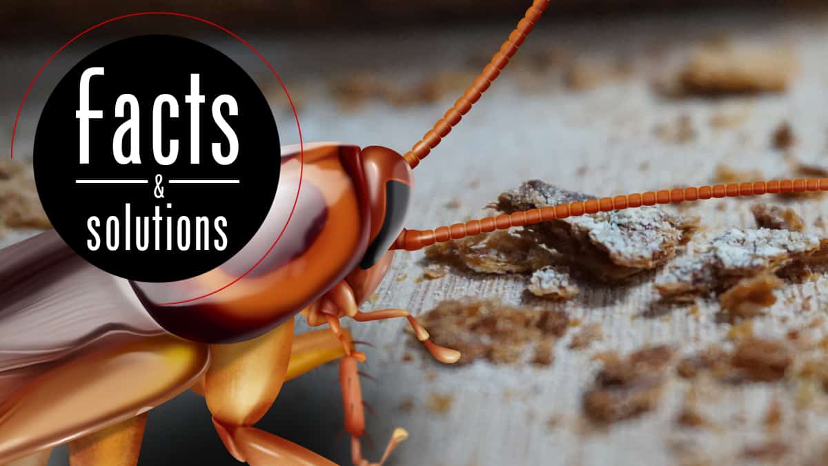 What Do Cockroaches Eat? - Cockroach Facts