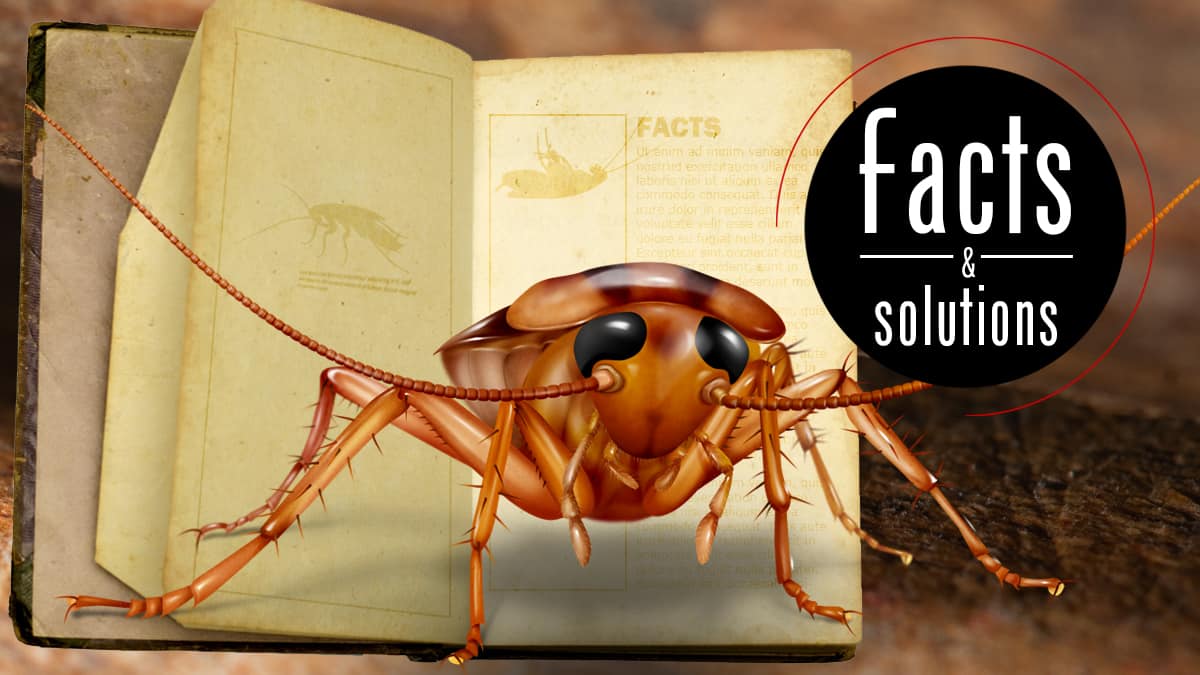 Cockroach Facts – What They Are, What They Do, and Why You Should Care -  Cockroach Facts