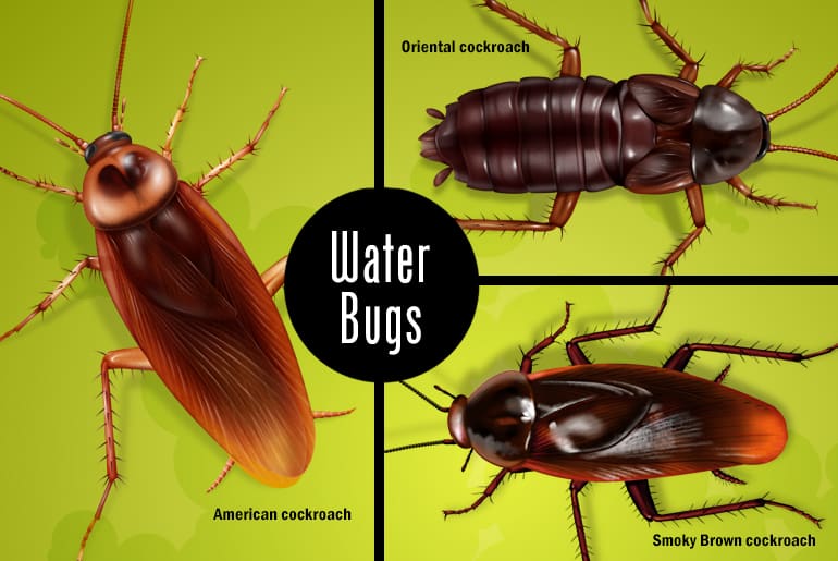 outdoor roaches water bugs