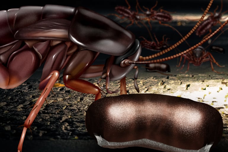  Illustrasjon av et reir Av Orientalske kakerlakker på gulvet i en kjeller, egg tilfelle i forgrunnen.