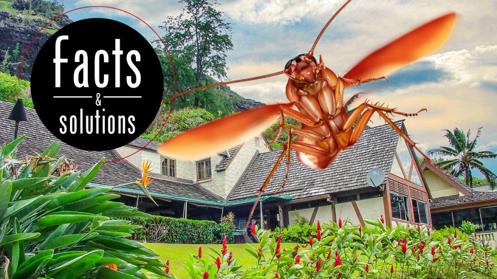 Header illustration of a flying Hawaiian cockroach over a home in Oahu