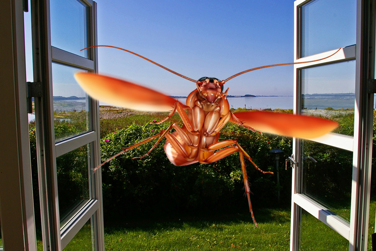 Illustration of a huge tree roach flying in an open window