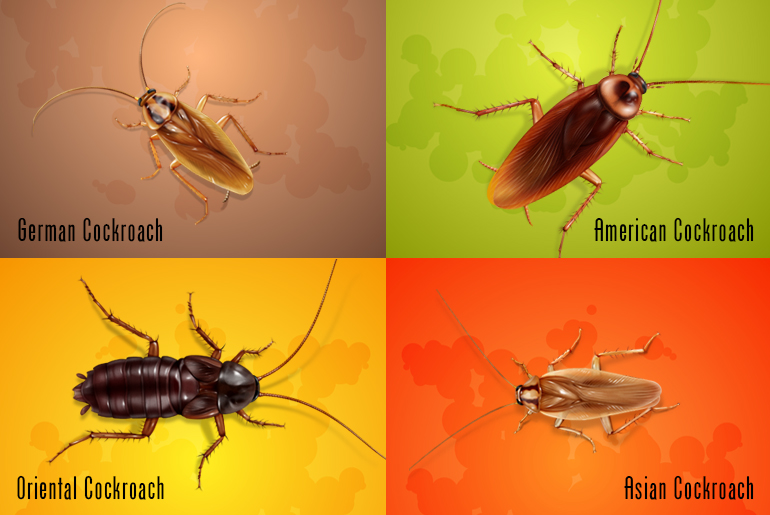 4-Grid illustration of some common cockroaches- German, American, Oriental, and Asian.