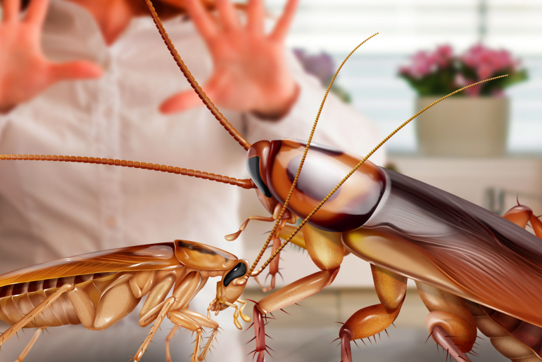 The Cockroach Lifespan: How Long do Cockroaches Live? - Cockroach Facts