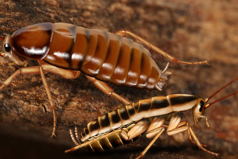 The Cockroach Lifespan: How Long do Cockroaches Live? - Cockroach Facts