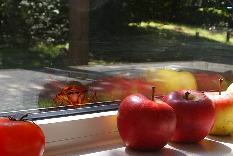 Closeup image of a kitchen window with an American cockroach trying to get in from outside