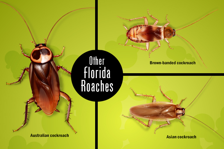 Three grid illustration of an Australian, brown-banded, and Asian cockroach compared.