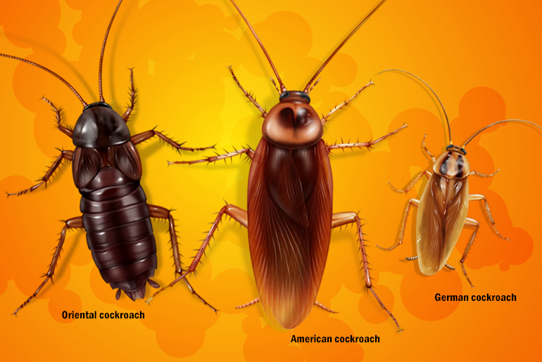 Illustration of 3 cockroaches side-by-side: Oriental cockroach, American cockroach, and German cockroach