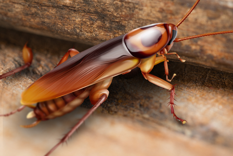 Realistic illustration of a cockroach that appears to have 4 legs.