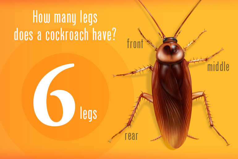 Illustration of an American cockroach on orange. Label reads: 6 Legs