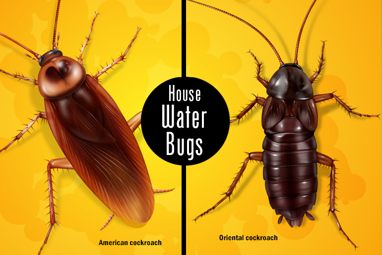 Two-grid illustration of 2 roaches - an American roach and an Oriental roach - considered to be house-infesting water bugs.