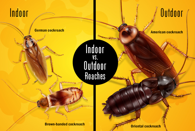 Two-grid illustration of indoor roaches (german and brown-banded) vs. 2 outdoor roaches (American and Oriental)