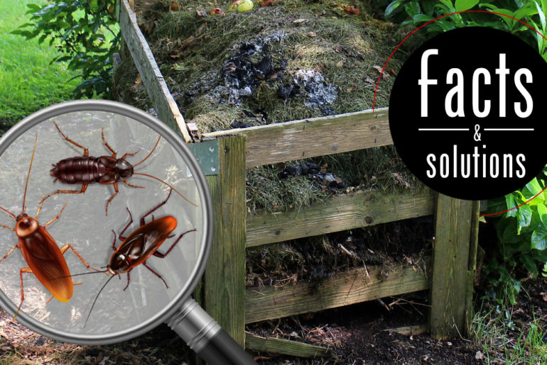 Header illustration of three water bugs under a magnifying glass superimposed over a compost pile.